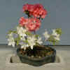 Plant09